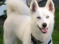videos de Siberian Husky
