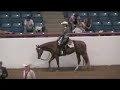 2007 apha reserve world champion amateur sr western pleasure