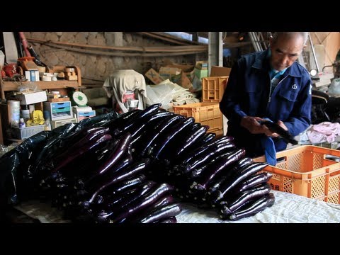 how to harvest eggplant