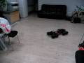 videos de Traxxas 8X8 first test run