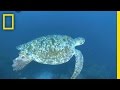 Turtle Dance