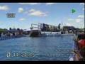 Dalmatian Lance Dock Diving