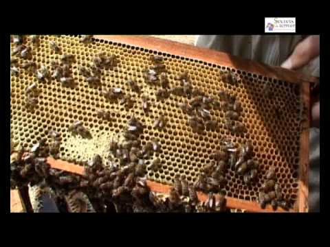 Délices au miel, Roussas