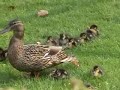 Full version. Mother Duck & 12 Little Baby Ducklings. Cute!