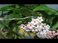 wax-plant-hoya-time-lapse.html