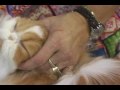 Meet Frenchie Cat-Funny Cat Videos! Meet Frenchie Cat-Funny Cat Videos!