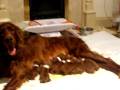 Video day 1 mum and pups.AVI