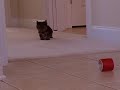 Pumpkin explores and barks