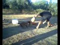 IN VENDITA!!!knine a 80 giorni(+393288258918)