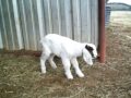 Newborn baby boer goat kid