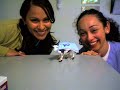 Triage Cow