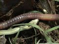 Slow worm behaviour