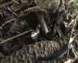 Slow worm behaviour