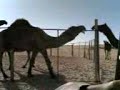 موقع سمان الهرج الشعبي  مزاين مزايين الابل ابل بعير ناقه ناقة فحل مجاهيم وضح قصايد قصيده قلطات قلطه شعر اشعارالهاجري القحطاني العتيبي السبيعي اليامي العجمي المري الحربي الدوسري