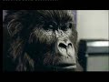 Cadburys Gorilla Ad Edit