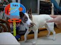 ラクダ動画