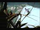 JORDY SMITH AND CO RANDOM SURFING AUSTRALIA