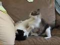 Kitties Playing/ Wrestling Gently