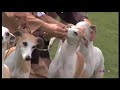 Palm Springs Kennel club Palm Springs Kennel club