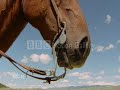 Horses - I Kissed a Girl Horses - I Kissed a Girl