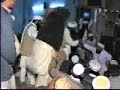 MASJID MEIN AJEEB HARKATEIN