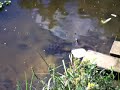Snapping turtle bit by snake