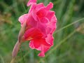 A Living Prayer by Alison Krauss
