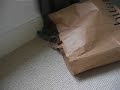 Cosmo the kitten ambushes Sick Mouthy from a bag Cosmo the kitten ambushes Sick Mouthy from a bag