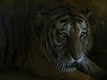 Bengal-Tiger-up-close
