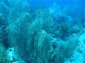Dive Sites in the Florida Keys Dive Sites in the Florida Keys