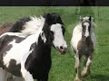 Gypsy Horses of Willow Wind Stable Gypsy Horses of Willow Wind Stable
