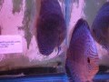 Sunrise Tropicals Discus Fish 2008.07.05