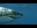 SharkDiver.Com Isla Guadalupe