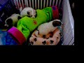 Coton de Tulear breeder in Orange CT 6 1/2 weeks old