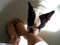 いつも自分の足を夢中で舐めるポカラ。でも、たまには人の足もペロペロします。しかも、執拗に...。