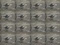 wagtail linedancers wagtail linedancers