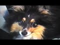 Shetland Sheep Dog Colombo Part 2. Shetland Sheep Dog Colombo Part 2.