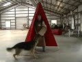 Schutzhund german shepherd dog indoor training Schutzhund german shepherd dog indoor training
