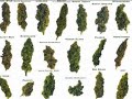 cypress hill-roll it up, light it up, smoke it up slideshow cypress hill-roll it up, light it up, smoke it up slideshow