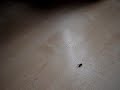 Rik vs. Fly Rik vs. Fly