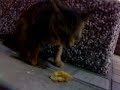 I meet a kitty outside the KFC 我在KFC外遇見一隻小貓