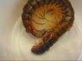 Scolopendra molting