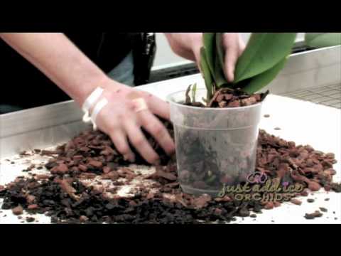 how to transplant ice cube orchids