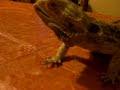 Bearded Dragon coughing???