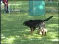 Beauceron object guard