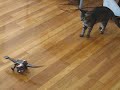 Fred meets the Roboreptile