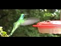 CIEE Costa Rica - humming bird