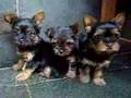 York shire Puppy - Filhotes venda: BH-MG R$600