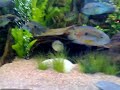 bolivia lying eggs jack dempsey rainbow fish tank donmink