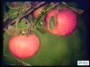 Apple Breeding at JIHI, 1959